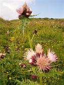 Tanti altri fiori sempre nella conca dei Campelli (5)